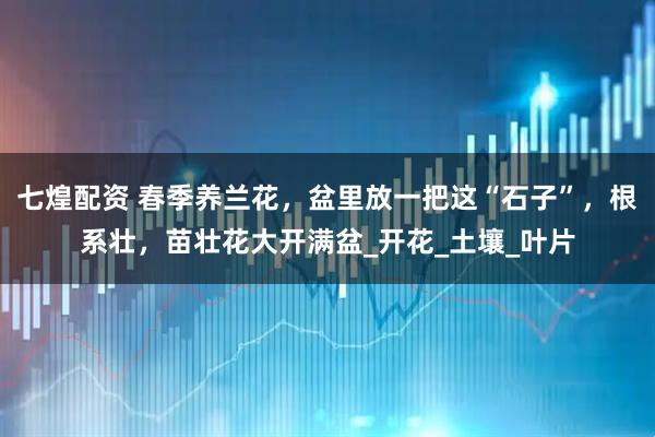 七煌配资 春季养兰花，盆里放一把这“石子”，根系壮，苗壮花大开满盆_开花_土壤_叶片