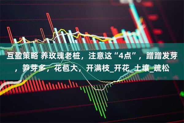 互盈策略 养玫瑰老桩，注意这“4点”，蹭蹭发芽，笋芽多，花苞大，开满枝_开花_土壤_疏松